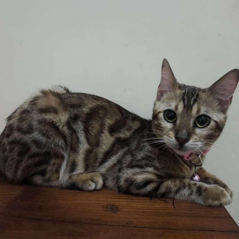 ZENNA