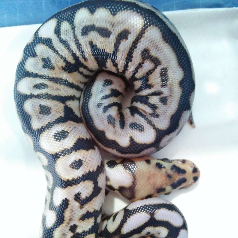 Super Spotnose Clown