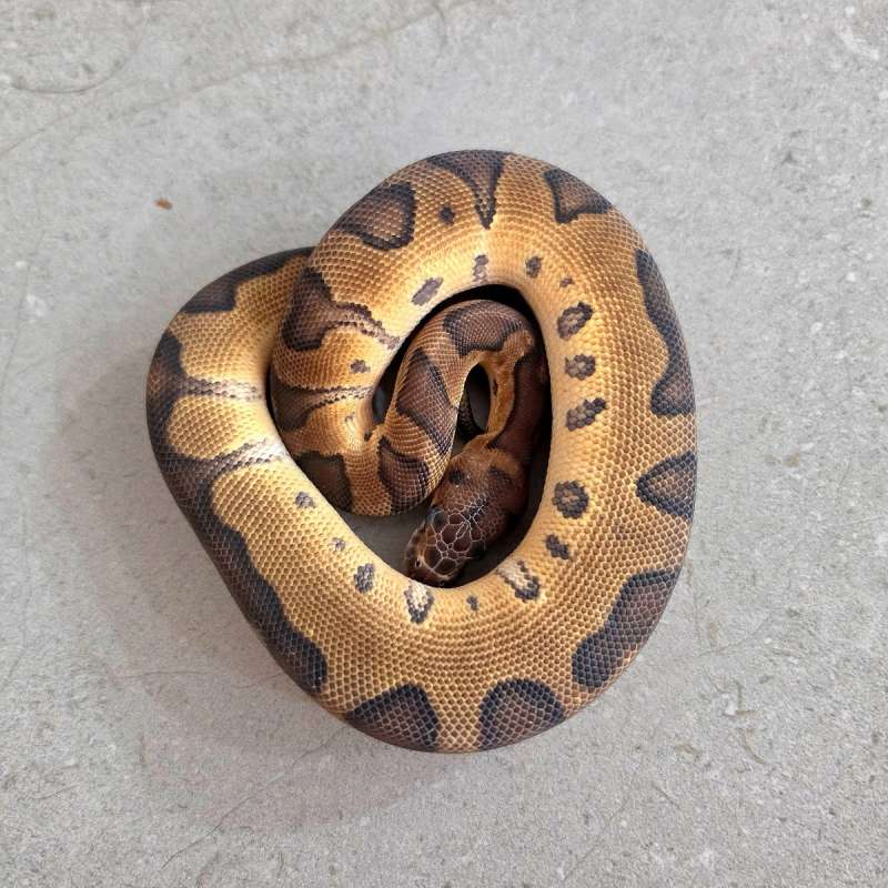 Enchi clown 66% het Lavender