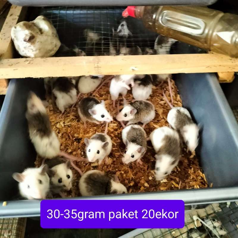 ASF PAKAN REPTIL 30G-35G MIX