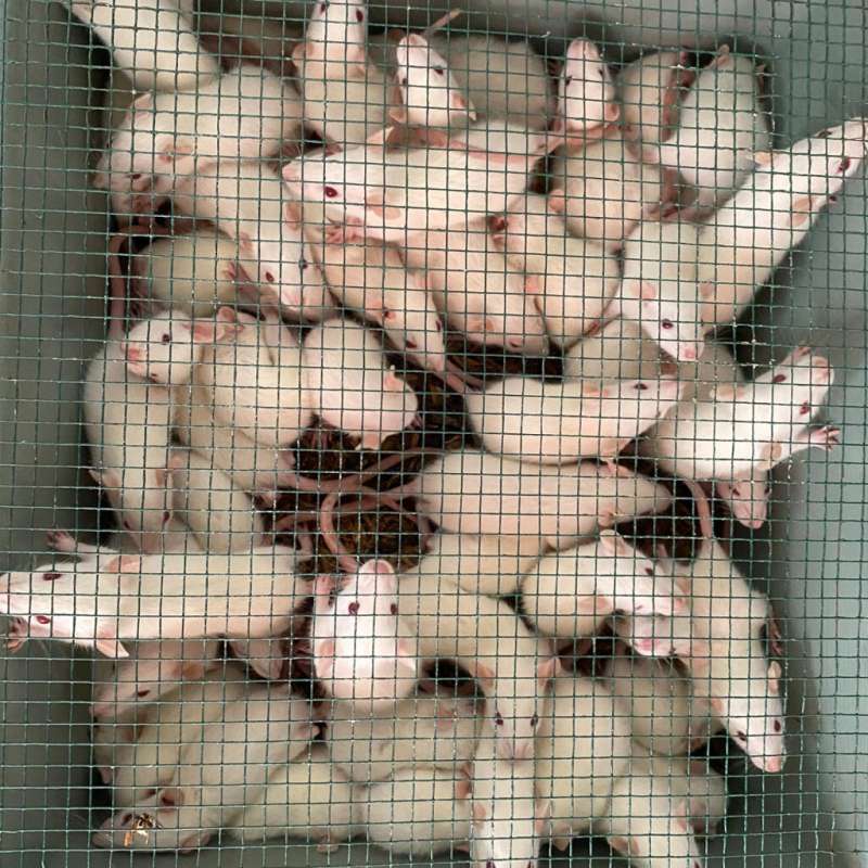 rat 50ek