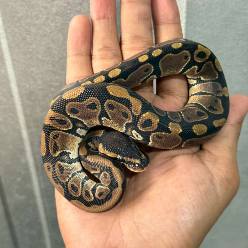 Normal Double Het TSK Axanthic Pied