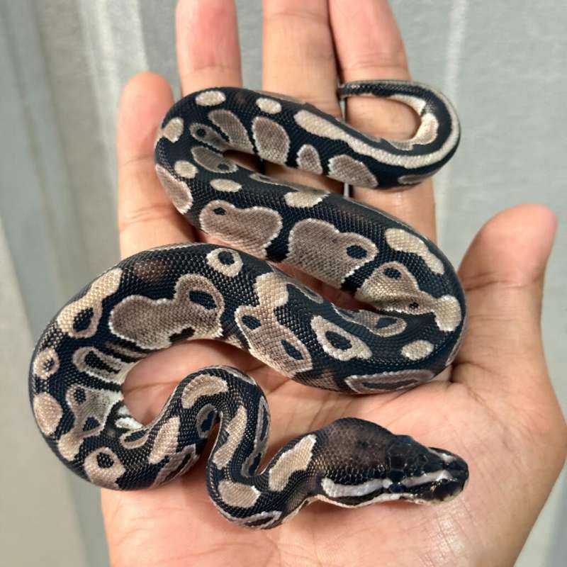 TSK Axanthic Het Pied