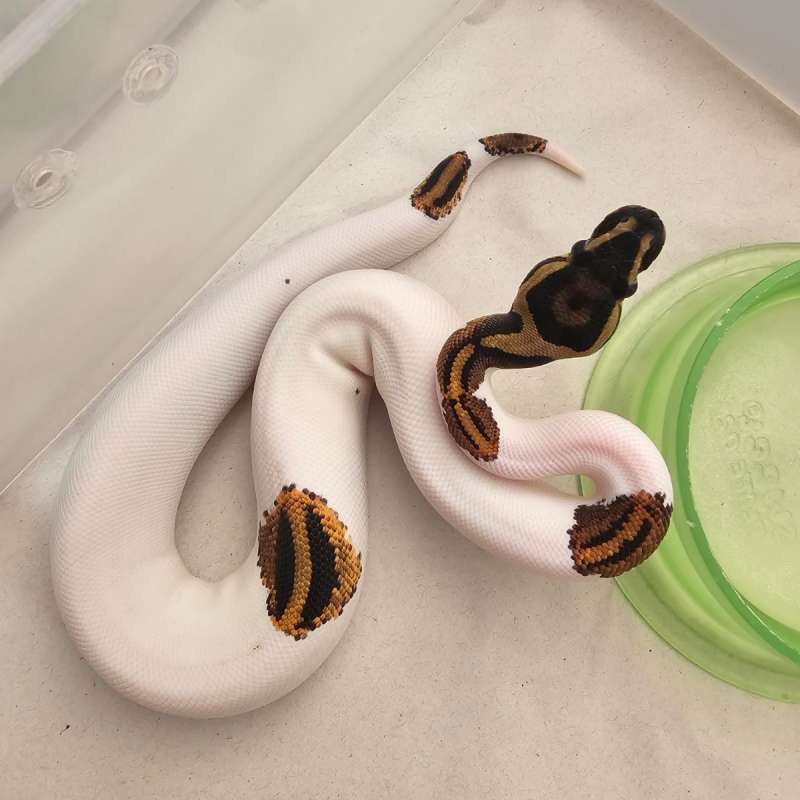 Pied Black pastel yb
