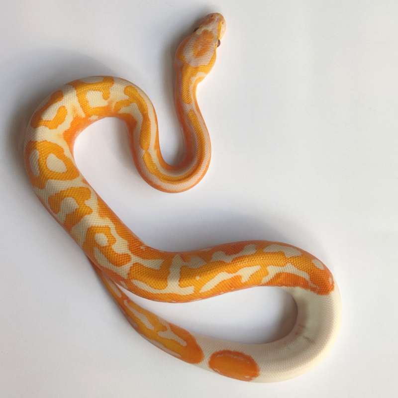 Dreamsicle (Lavender Pied)