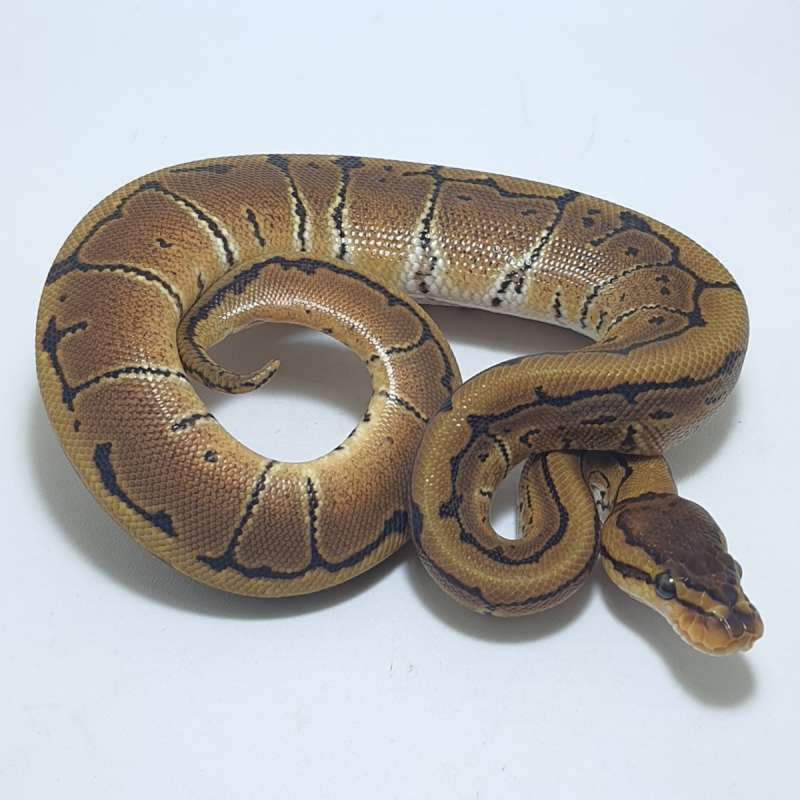 PINSTRIP HET CLOWN