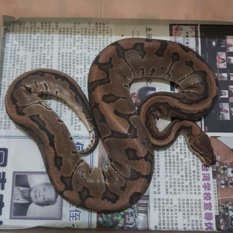 CHOCOLATE PINSTRIPE HET CLOWN PROOVEN