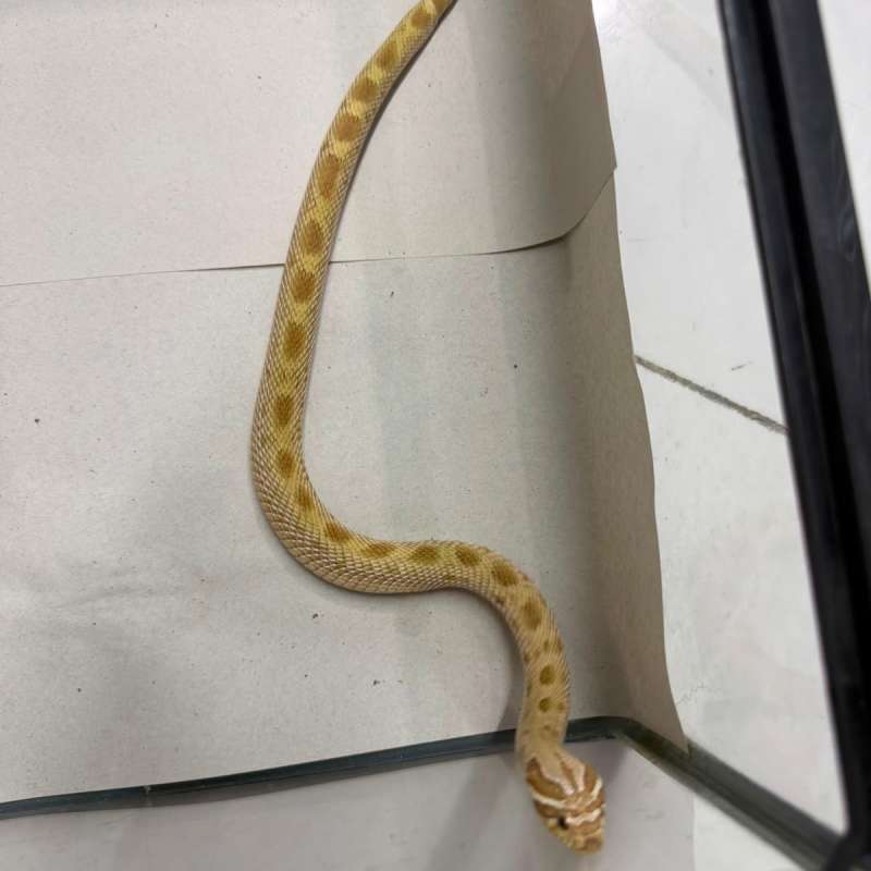 1.0 toffee conda hognose