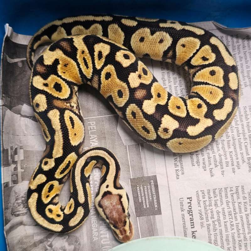 PASTEL DOUBLE HET CLOWN HYPO