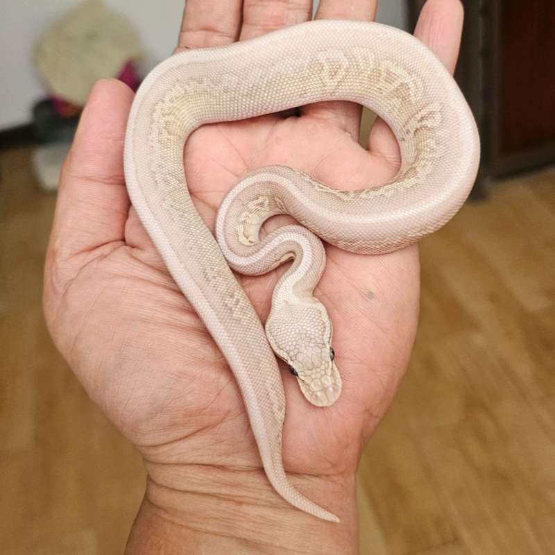 BANANA LESSER LEOPARD PASTEL CINNAMON HET CLOWN