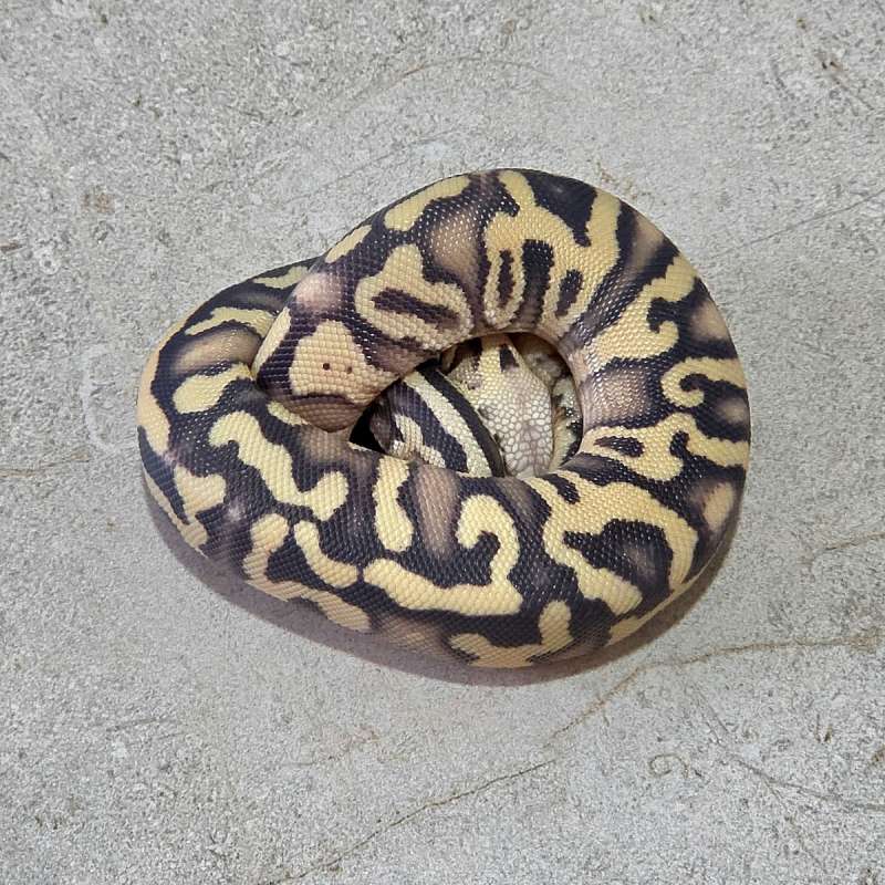 Pastel GHI Desert Ghost