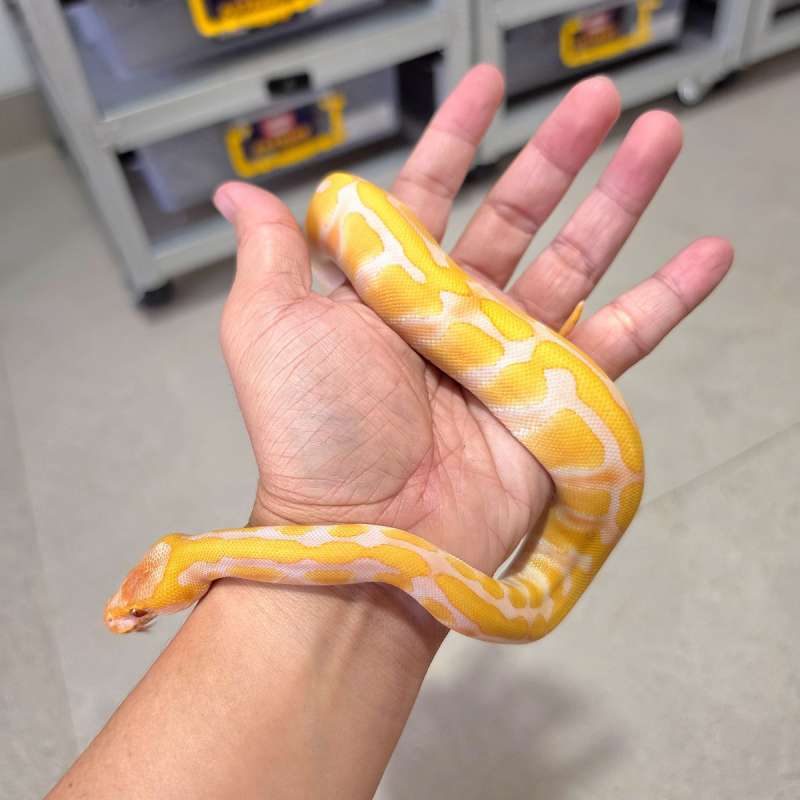 Enchi Lavender het Clown