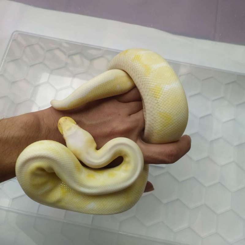 Albino Mojave Black Pewter