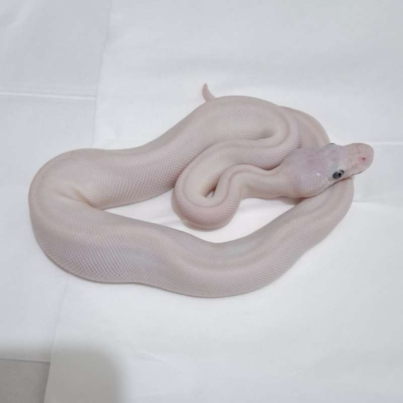 Ball Python Lucy