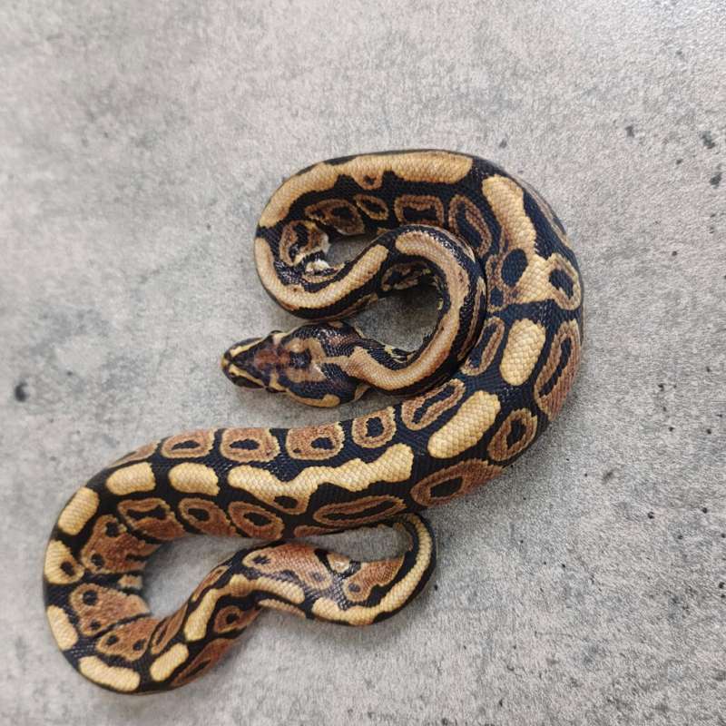 (F) Spotnose Het Hypo 66% Het DG 50% Het Clown