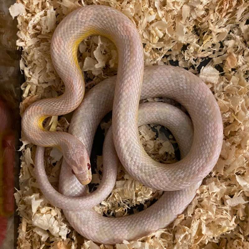 Cornsnake Snow Unsex