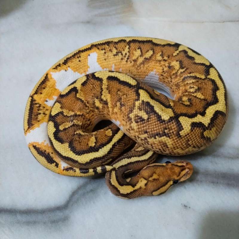 wookie fire spotnose yb rs het clown