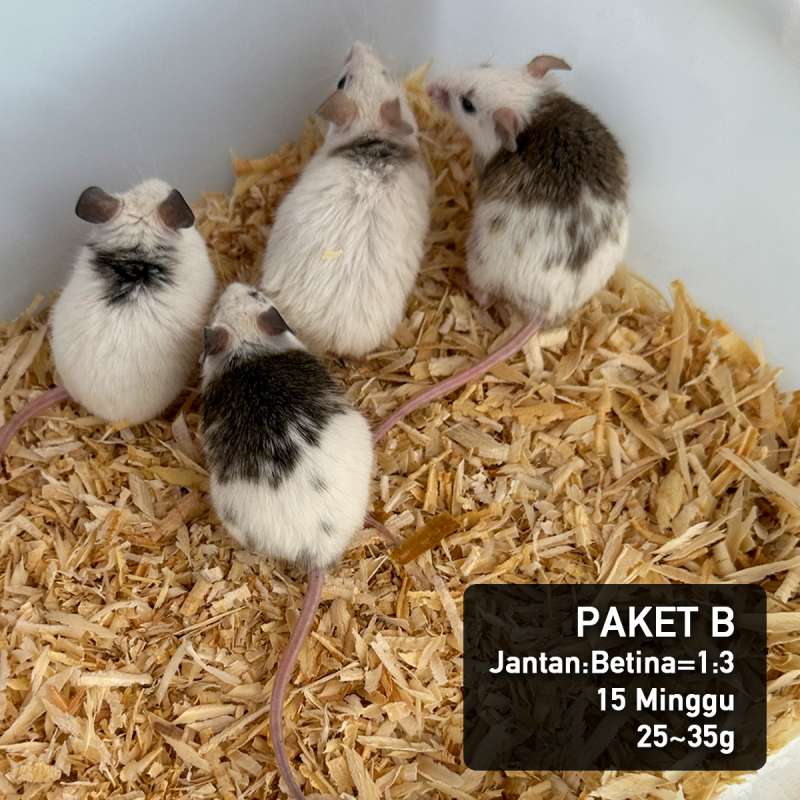 ASF tikus Breeding Group 1:3 {3 set}