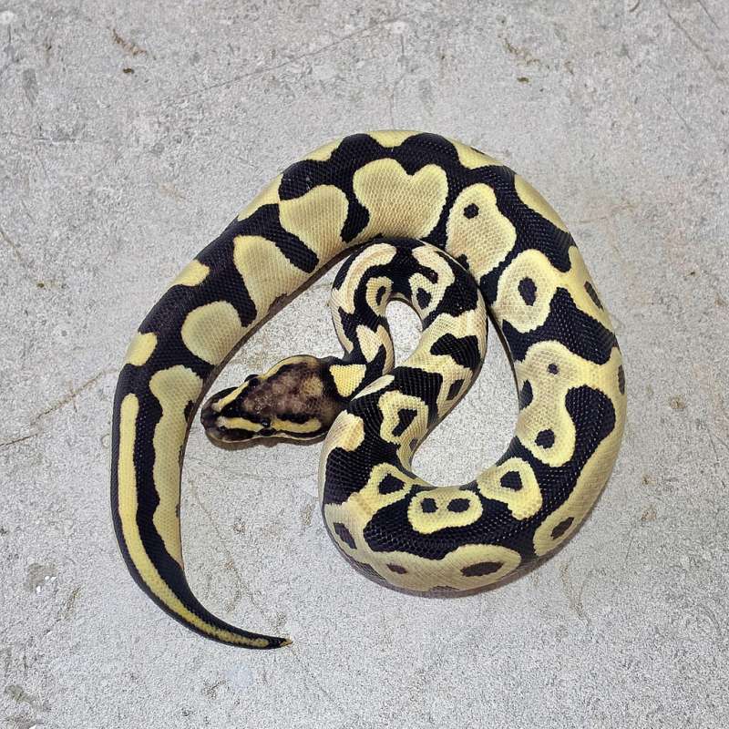 Desert Ghost Female