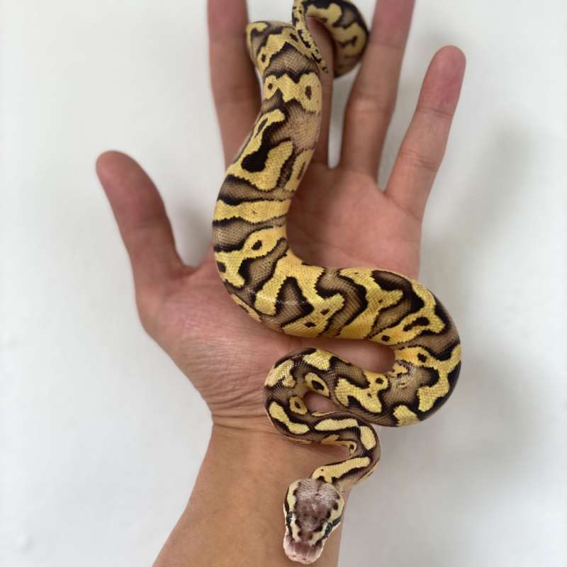 Firefly Redstripe Het Clown