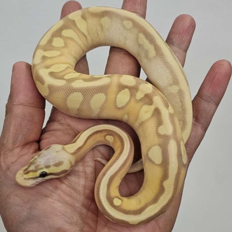 BANANA ENCHI MOJAVE YELLOW BELLY PASTEL HET PIED POSS HET LAVENDER