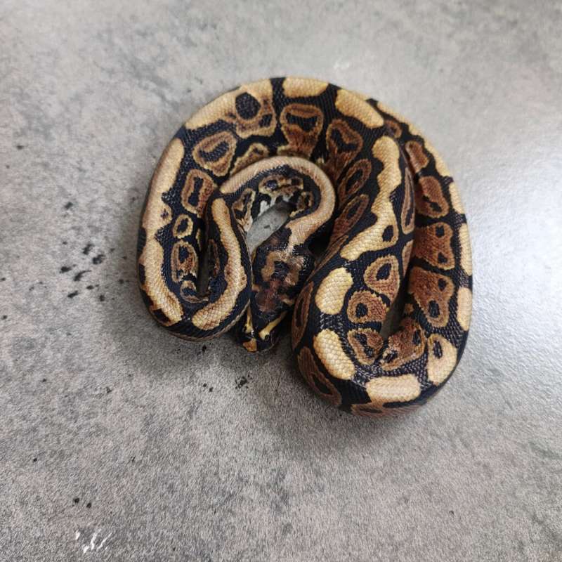 (F) Spotnose Het Hypo 66% Het DG 50% Het Clown
