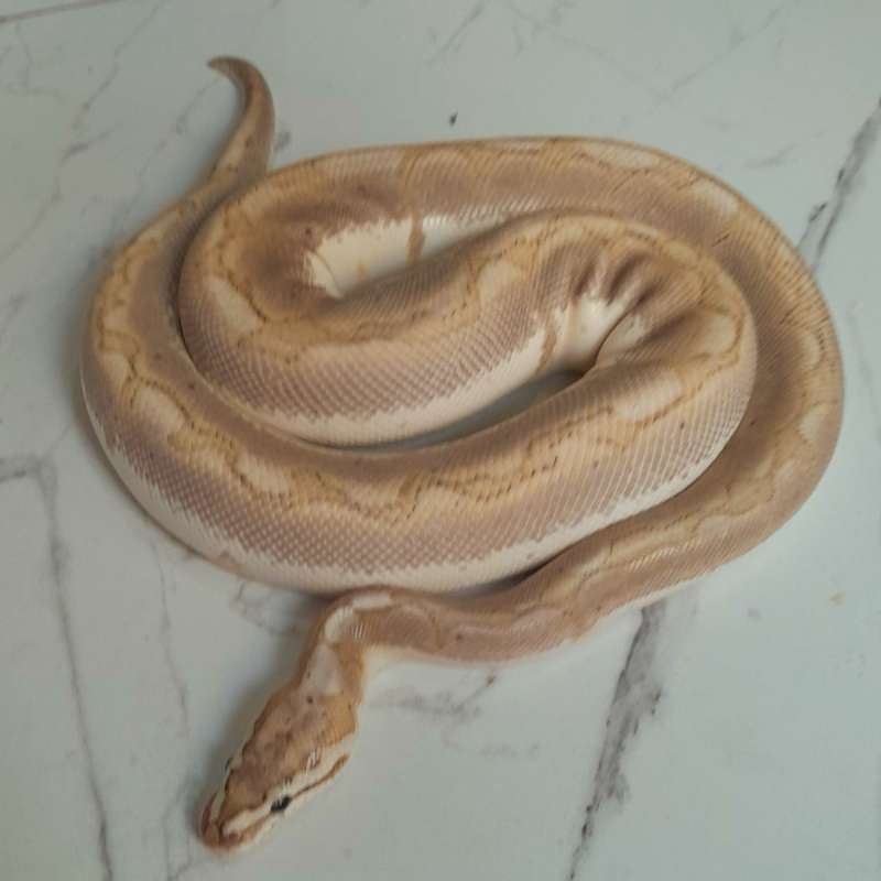 M BAMBOO SPIDER, Poss Fire, Poss Het Albino >1KG RARE
