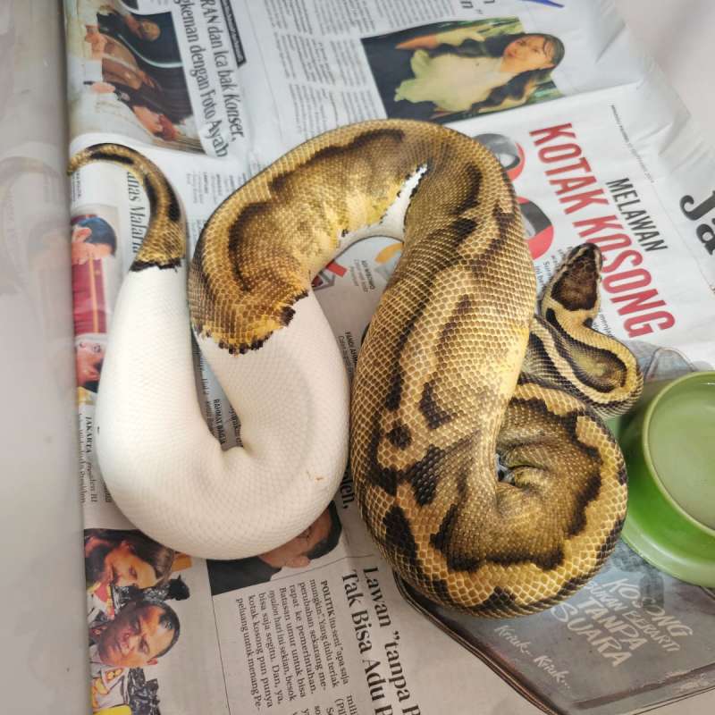 Pastel pied