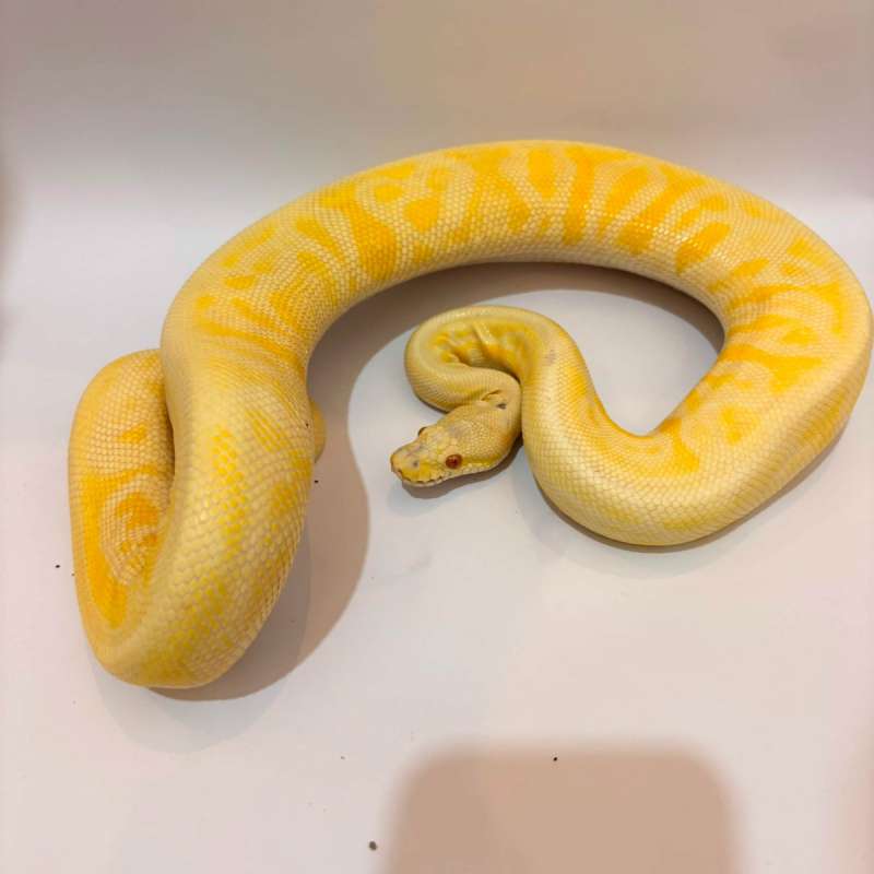Albino Leopard Black Pewter het Clown PROVEN