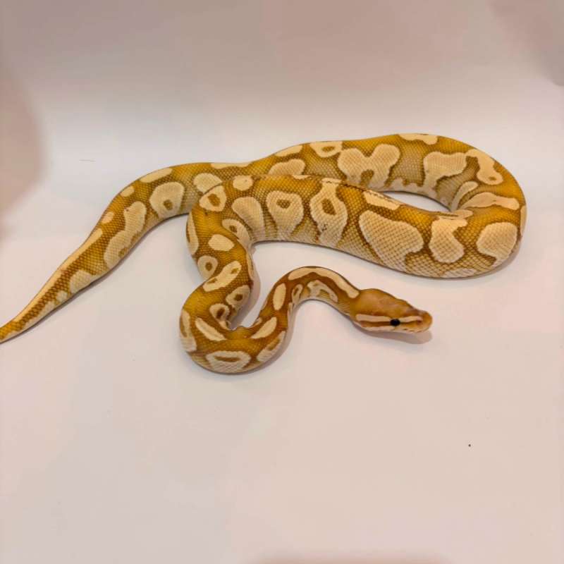 Banana Enchi Proven