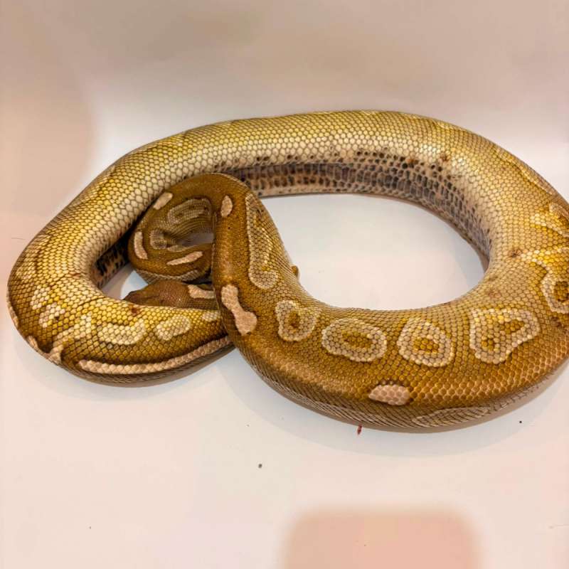 Lesser Cinnamon Proven
