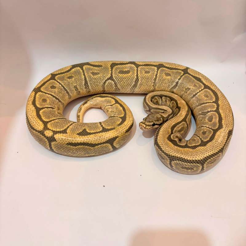 Spider Mojave Hypo Proven