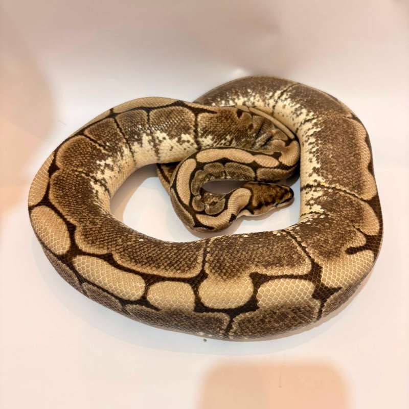 Spider Axanthic VPI Proven