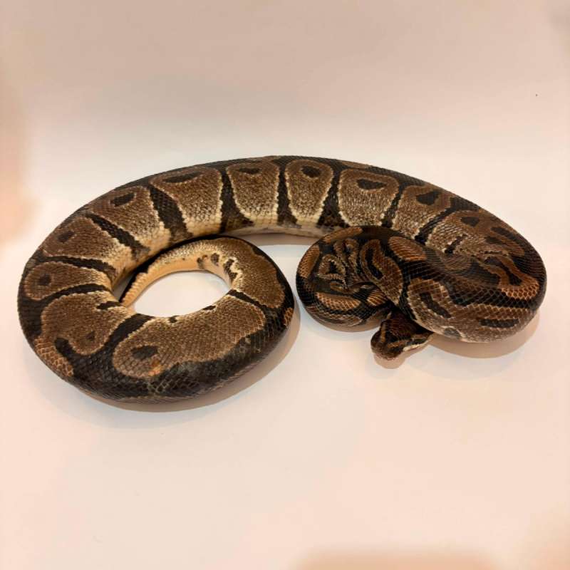 Axanthic Proven