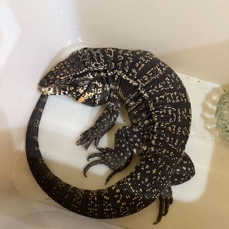Tegu
