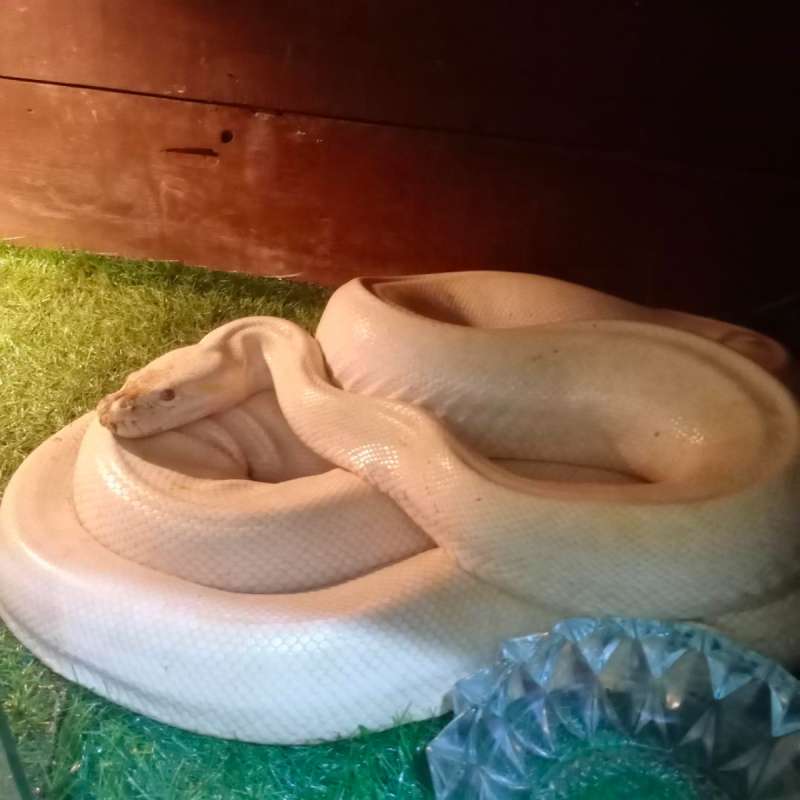 Albino Granite Prooven