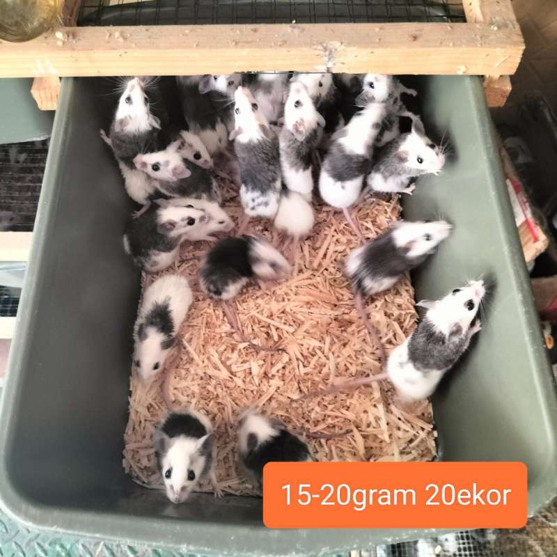 ASF paket 20ekor berat 15-20gram