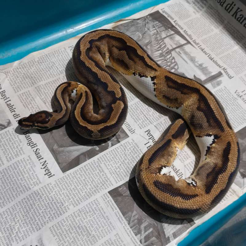 F PIED HET ALBINO 100%