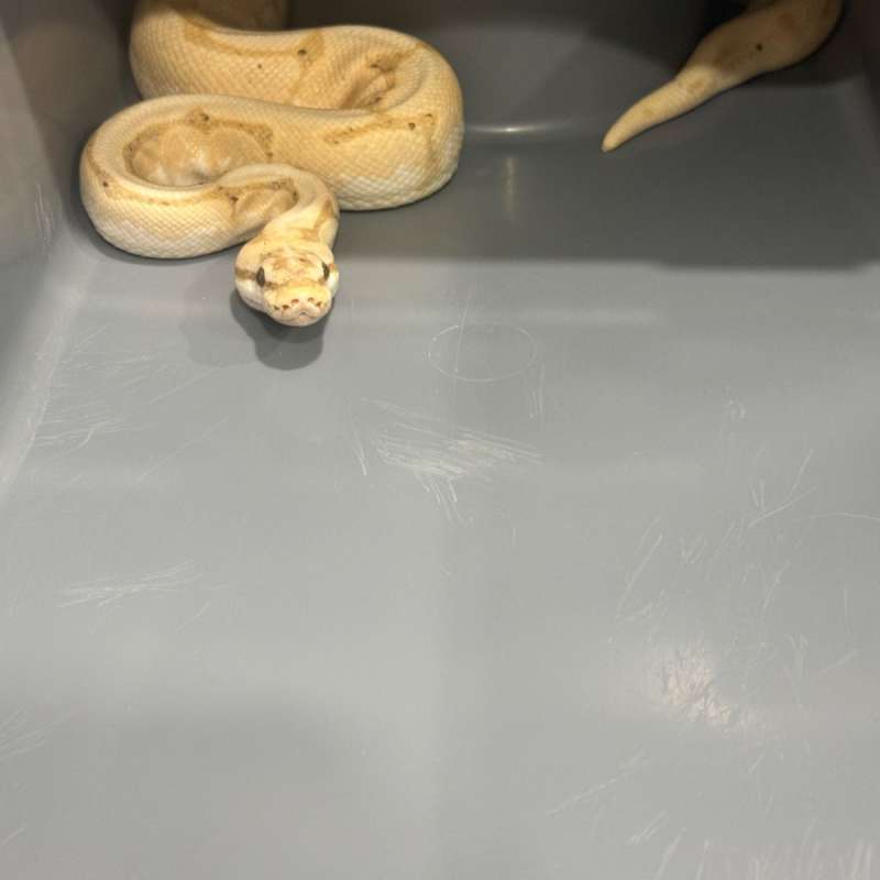 Banana spider
