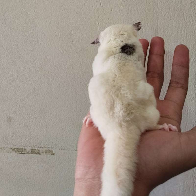 Sugar Glider PiedMoza