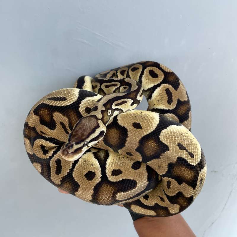 Pastel Yellowbelly Het Clown