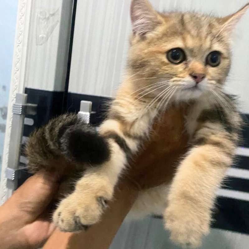 Kucing British shorthair Golden Male