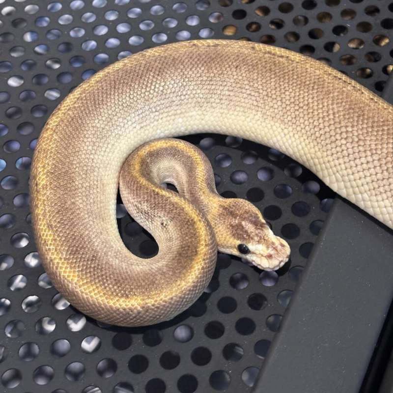 M/ Lesser GHI Champagne