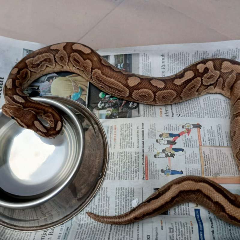 Ball python