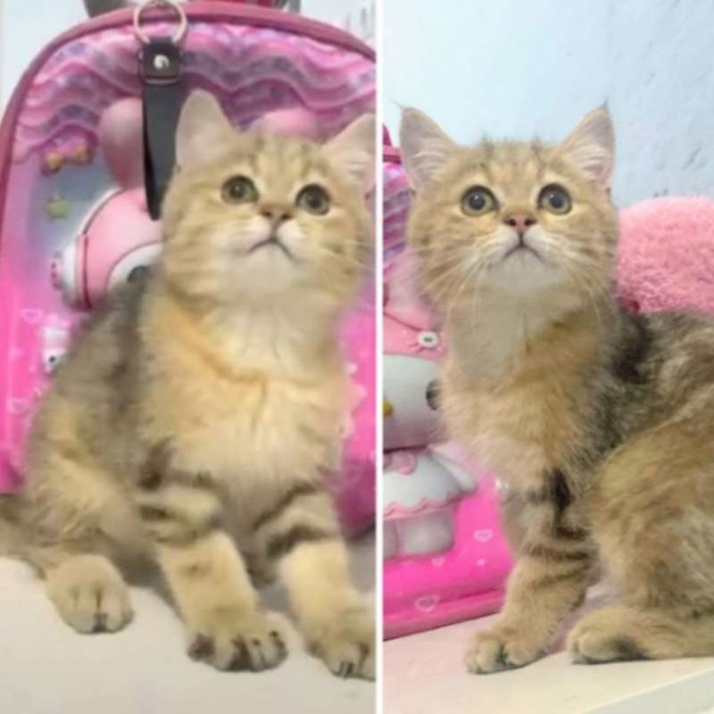 Kucing kitten British shorthair GOLDEN Jantan pure