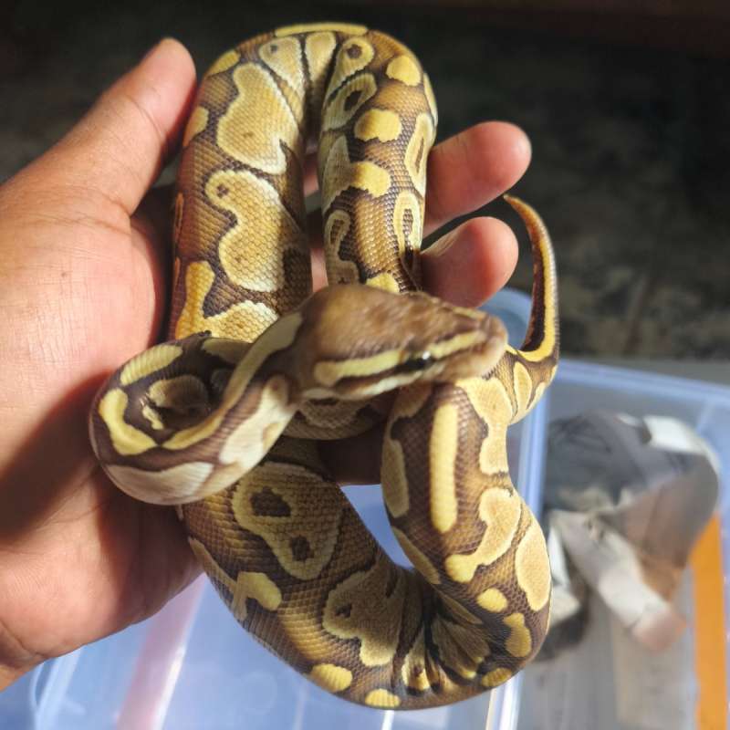 F.Butter Pastel