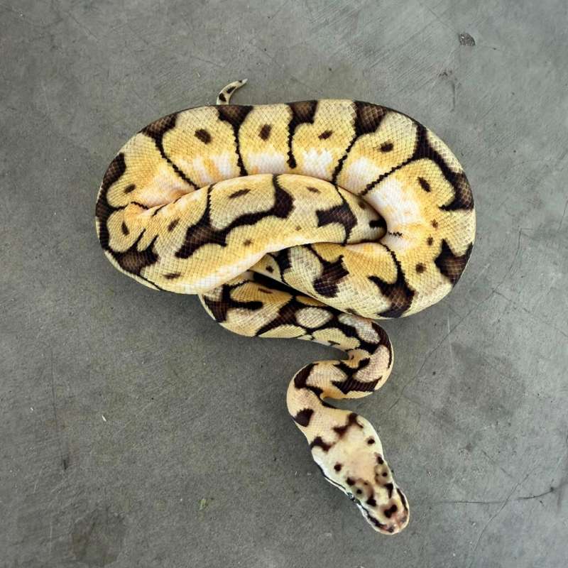 BUMBLEBEE DOUBLE HET CLOWN ALBINO