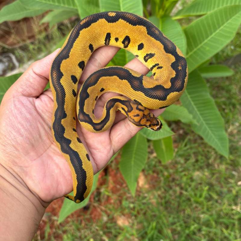 Leopard Yellow Belly Clown