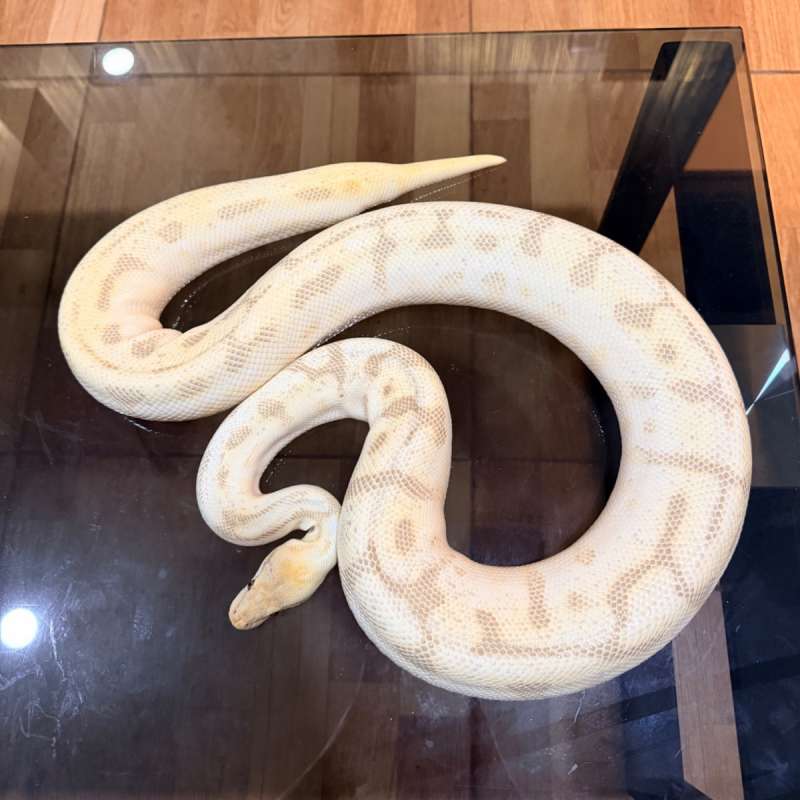 Fire pastel lesser spider leopard enchi