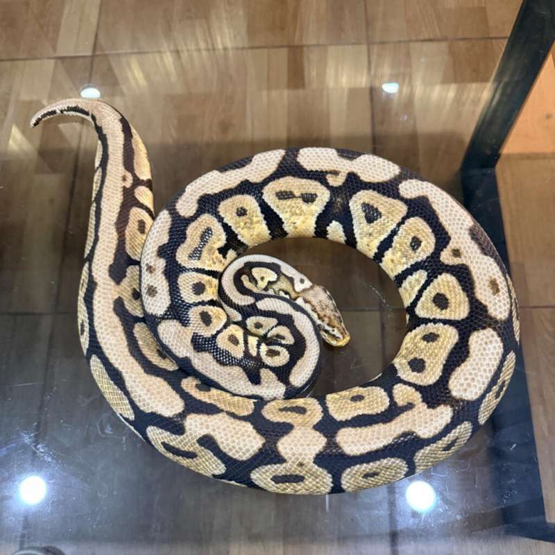 Pastel spotnose het lavender clown